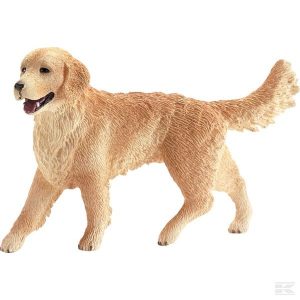 Golden Retriever Hündin (16395Sch) Kramp